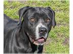 Boxador DOG FOR ADOPTION RGADN-1247882 - Bruce - Boxer / Labrador Retriever /