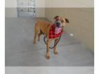 Boxer Mix DOG FOR ADOPTION RGADN-1247886 - Caldwell - Hound / Boxer / Mixed Dog