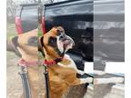 Boxer DOG FOR ADOPTION RGADN-1247892 - Gunner - Boxer (short coat) Dog For