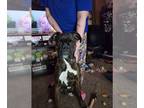 Boxer DOG FOR ADOPTION RGADN-1247894 - Rivers *Adoption Pending* - Boxer (short