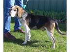 Beagle DOG FOR ADOPTION RGADN-1247895 - Rescue Bob - Beagle (short coat) Dog For