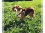 Beagle DOG FOR ADOPTION RGADN-1247900 - Stanley *Adoption Pending* - Beagle