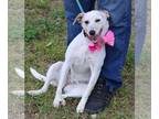 Whippet Mix DOG FOR ADOPTION RGADN-1247902 - Pinky - Australian Cattle Dog/Blue