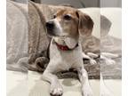 Beagle Mix DOG FOR ADOPTION RGADN-1247915 - Walle - Beagle / Mixed (short coat)