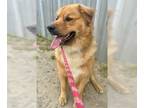 Golden Retriever Mix DOG FOR ADOPTION RGADN-1247918 - Smiley - Golden Retriever