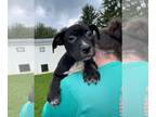 American Pit Bull Terrier Mix DOG FOR ADOPTION RGADN-1247921 - Black Widow -