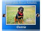 Rottweiler DOG FOR ADOPTION RGADN-1247927 - Dottie - Rottweiler (short coat) Dog