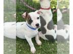 Dalmatian Mix DOG FOR ADOPTION RGADN-1247929 - Patches - Terrier / Dalmatian /