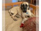 Mastiff DOG FOR ADOPTION RGADN-1247936 - Buddy - English Mastiff Dog For
