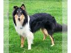 Collie DOG FOR ADOPTION RGADN-1247939 - Tucker - Collie (medium coat) Dog For