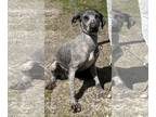 Irish Wolfhound DOG FOR ADOPTION RGADN-1247958 - Ash - Irish Wolfhound Dog For