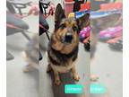 German Shepherd Dog DOG FOR ADOPTION RGADN-1247962 - Gracie - German Shepherd