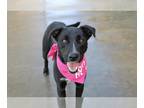 Borador DOG FOR ADOPTION RGADN-1247964 - Nila - Labrador Retriever / Border