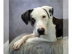 Catahoula Leopard Dog DOG FOR ADOPTION RGADN-1247967 - Spot - Catahoula Leopard