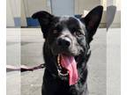 Labrador Retriever Mix DOG FOR ADOPTION RGADN-1247969 - Kane - Foster or Adopt