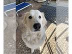 Great Pyrenees DOG FOR ADOPTION RGADN-1247973 - Pyr Jake - Great Pyrenees Dog