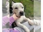 American Pit Bull Terrier Mix DOG FOR ADOPTION RGADN-1247989 - Dolce - American