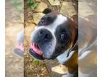 Boxer DOG FOR ADOPTION RGADN-1248008 - Captain Bubby - Boxer Dog For Adoption