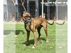 Boxer DOG FOR ADOPTION RGADN-1248009 - Wade - Boxer Dog For Adoption