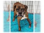 Boxer DOG FOR ADOPTION RGADN-1248010 - Locke - Boxer Dog For Adoption