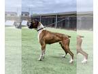 Boxer DOG FOR ADOPTION RGADN-1248011 - Thurgood - Boxer Dog For Adoption