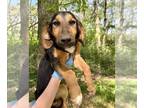 Basset Hound Mix DOG FOR ADOPTION RGADN-1248022 - Karly (K Twins) - Basset Hound