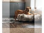 Labrador Retriever Mix DOG FOR ADOPTION RGADN-1248043 - Duke FKA Clove -