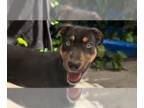 Australian Kelpie-Huskies Mix DOG FOR ADOPTION RGADN-1248045 - Zadie -