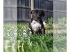 American Staffordshire Terrier Mix DOG FOR ADOPTION RGADN-1248050 - Zodiac