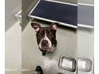 American Pit Bull Terrier DOG FOR ADOPTION RGADN-1248057 - ROXANNE - Pit Bull