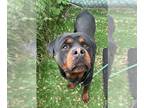 Rottweiler DOG FOR ADOPTION RGADN-1248067 - RINGO - Rottweiler (medium coat) Dog