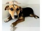 Beagle Mix DOG FOR ADOPTION RGADN-1248079 - STRAWBERRY SHORTCAKE - Beagle /
