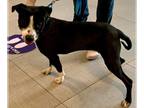 American Pit Bull Terrier Mix DOG FOR ADOPTION RGADN-1248146 - SWIFT - Pit Bull