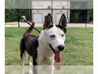 Siberian Husky Mix DOG FOR ADOPTION RGADN-1248158 - A070889 - Siberian Husky /