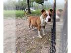 Staffordshire Bull Terrier Mix DOG FOR ADOPTION RGADN-1248174 - WINX -