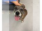 Boxer Mix DOG FOR ADOPTION RGADN-1248182 - ESME CULLEN - Boxer / Mixed (medium