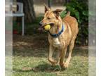 German Shepherd Dog-Great Dane Mix DOG FOR ADOPTION RGADN-1248195 - *MACK -