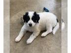 Border Collie-Great Pyrenees Mix DOG FOR ADOPTION RGADN-1248204 - Domino Ballard