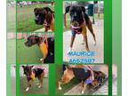 Boxer DOG FOR ADOPTION RGADN-1248214 - MAURICE - Boxer (medium coat) Dog For