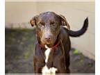 Labrador Retriever DOG FOR ADOPTION RGADN-1248215 - GYOZA - Labrador Retriever