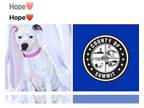 American Pit Bull Terrier-Dalmatian Mix DOG FOR ADOPTION RGADN-1248235 - HOPE -