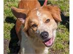 Australian Shepherd-pomeranian spitz Mix DOG FOR ADOPTION RGADN-1248238 - Dex -