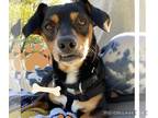 Jack-Rat Terrier DOG FOR ADOPTION RGADN-1248249 - Orson - Jack Russell Terrier /