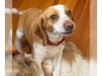 Beagle DOG FOR ADOPTION RGADN-1248253 - Chifon - Beagle (medium coat) Dog For