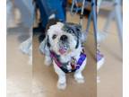 Shih Tzu DOG FOR ADOPTION RGADN-1248264 - Sweetart - Shih Tzu Dog For Adoption