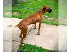 Boxer DOG FOR ADOPTION RGADN-1248269 - Coby - Boxer Dog For Adoption