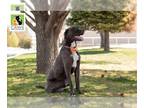 Great Dane-Staffordshire Bull Terrier Mix DOG FOR ADOPTION RGADN-1248273 - Yogi