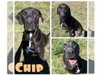 Great Dane-Labrador Retriever Mix DOG FOR ADOPTION RGADN-1248275 - Chip -