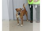 Boxador DOG FOR ADOPTION RGADN-1248276 - HASHBROWN - Boxer / Labrador Retriever