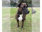 Boxer Mix DOG FOR ADOPTION RGADN-1248283 - Fiona - Boxer / Terrier / Mixed